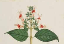 Ilustración, racionalismo y dominación de la naturaleza Cinchona lanceifolia. Lámina, Flora de la real Expedición Botánica del Nuevo Reino de Granada.