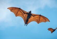 Superar la guerra contra los animales y la naturaleza: una lectura de El murciélago y el capital de Andreas Malm