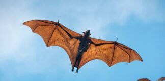 Superar la guerra contra los animales y la naturaleza: una lectura de El murciélago y el capital de Andreas Malm