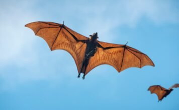 Superar la guerra contra los animales y la naturaleza: una lectura de El murciélago y el capital de Andreas Malm